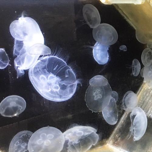 海洋实验室里的水母